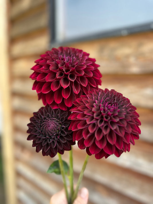 Dahlia Nighty Night