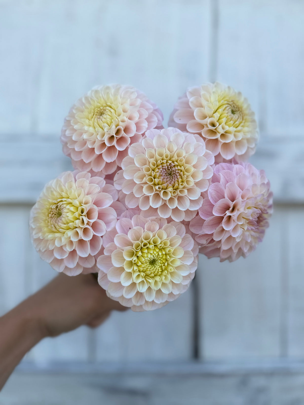 Dahlia 20th Ave Memory