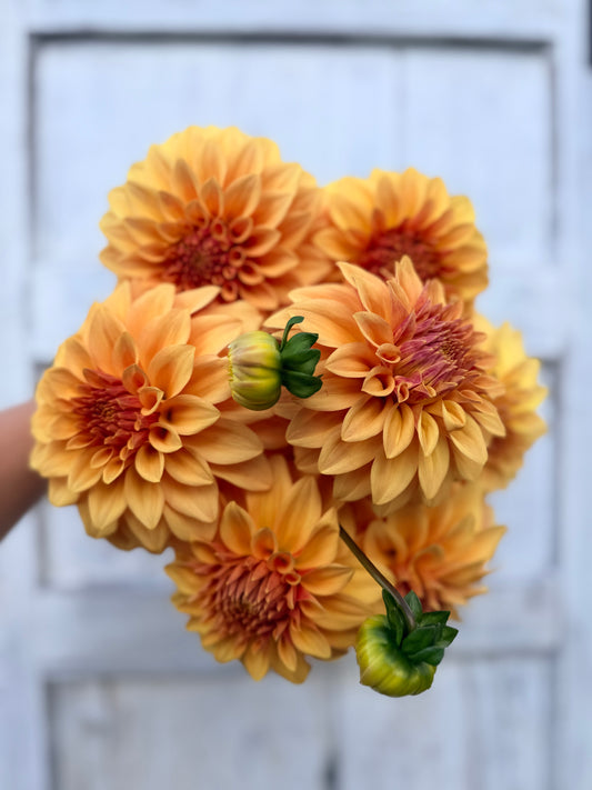 Dahlia Miss Amara