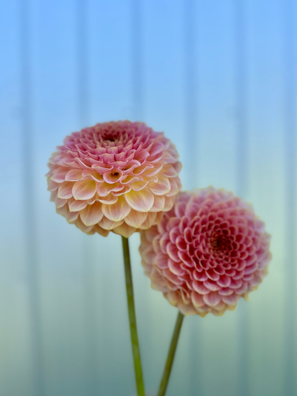Dahlia 20th Ave Softer Peach