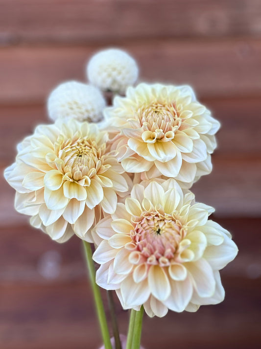 Dahlia LTF Lemon Blush *CUTTING ONLY*