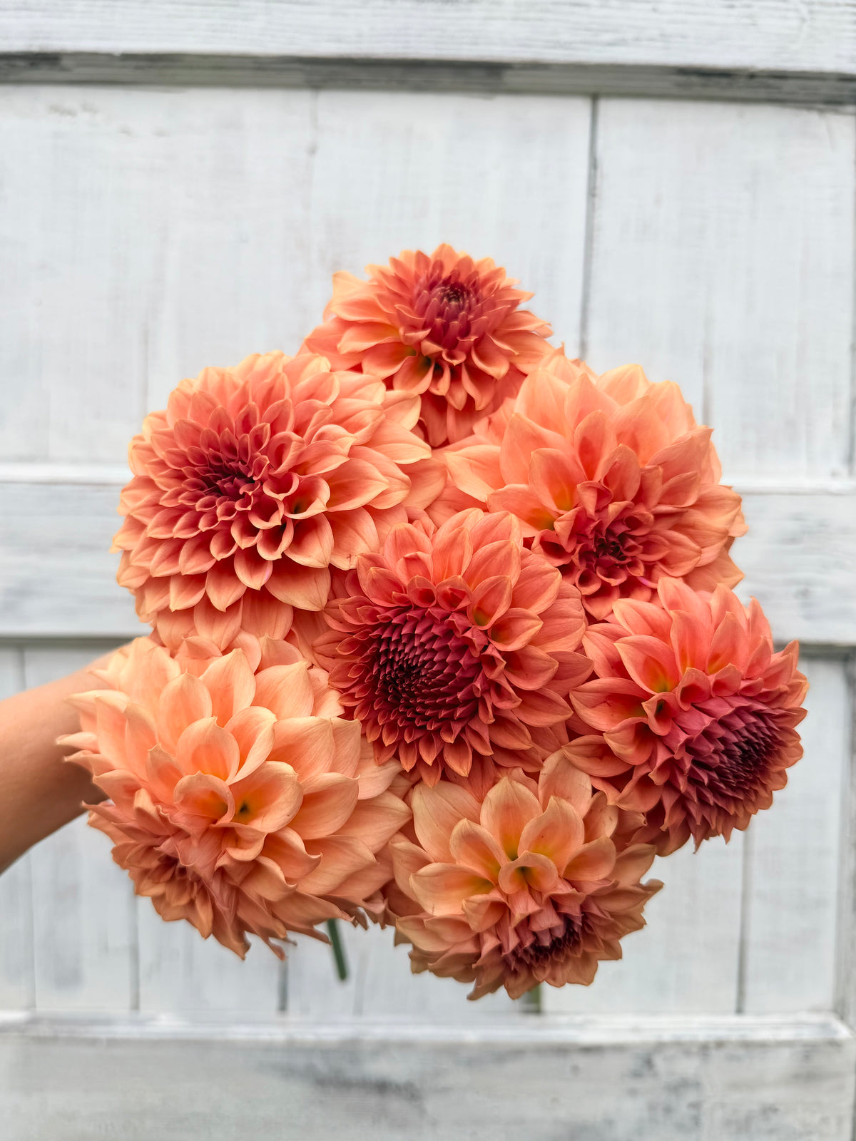 Dahlia Levi's Blue Smoke