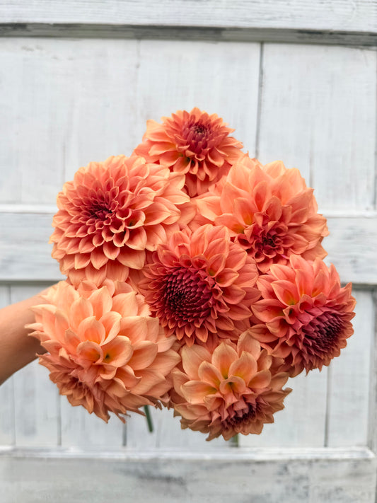Dahlia Levi's Blue Smoke