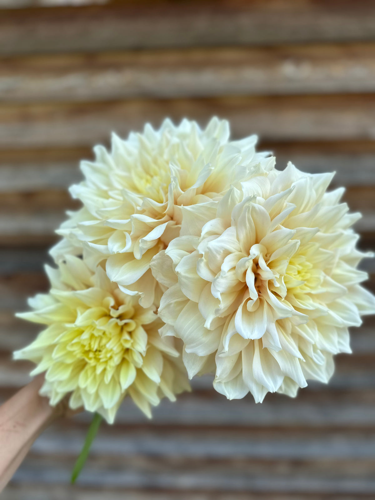 Dahlia Breakout