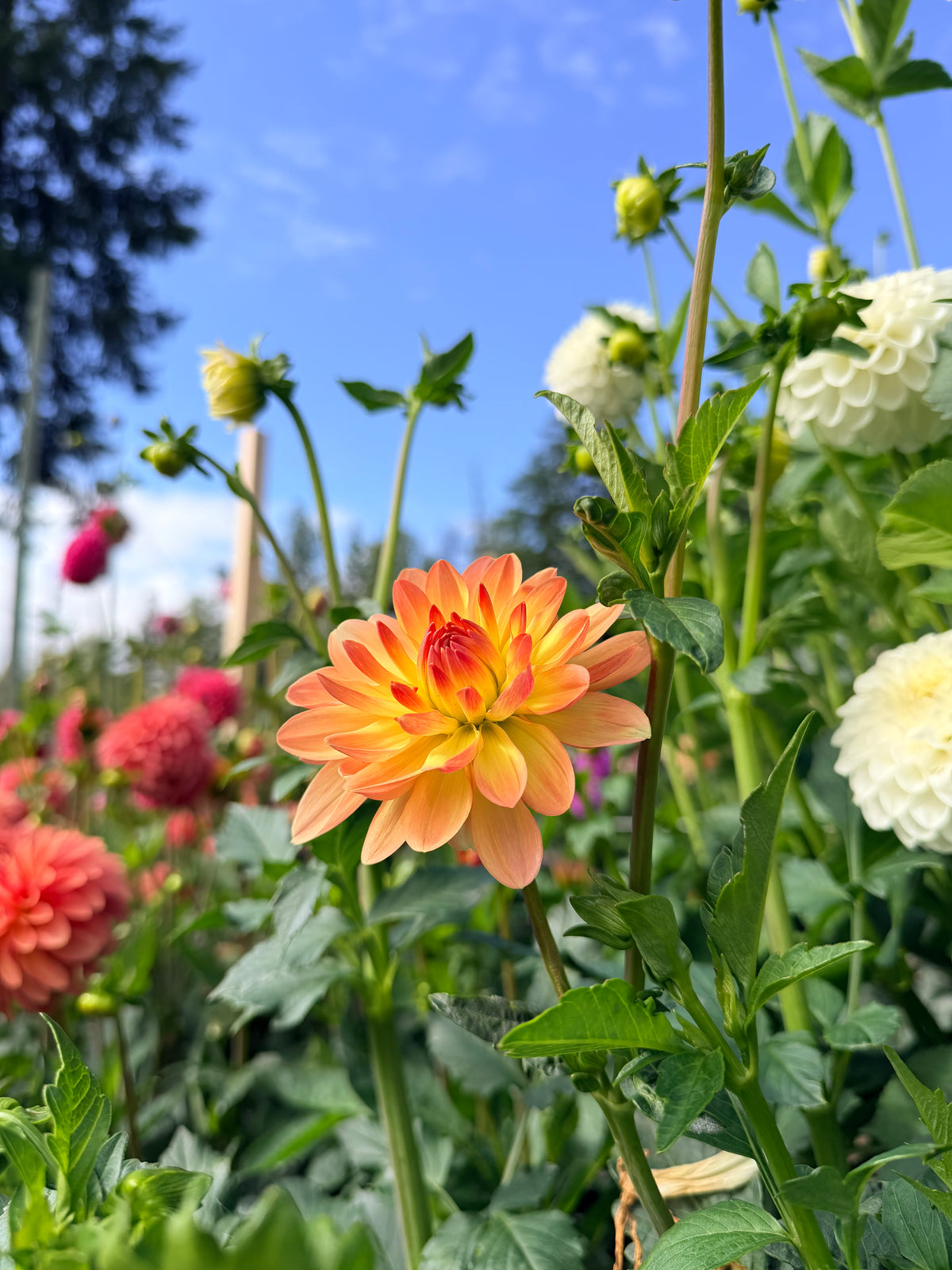 Dahlia Chimacum Cathleen