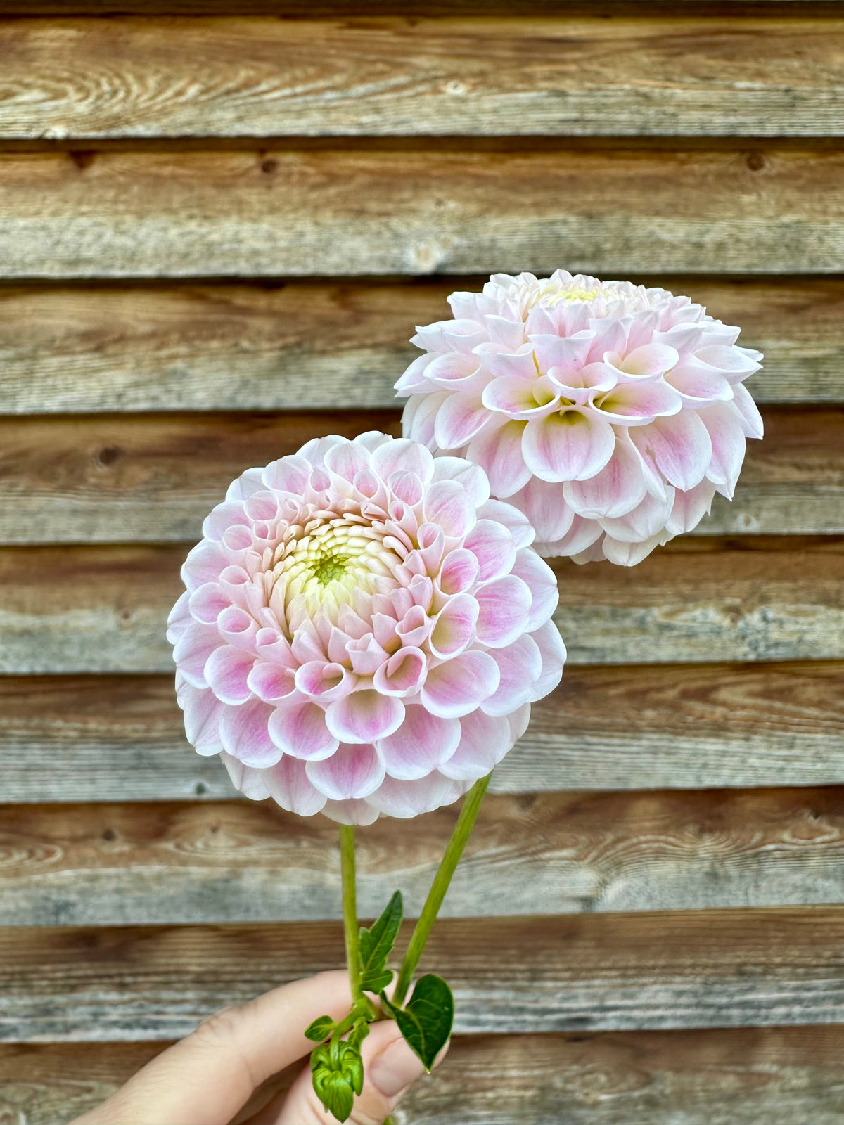 Dahlia Hapet Barbie *CUTTING ONLY*