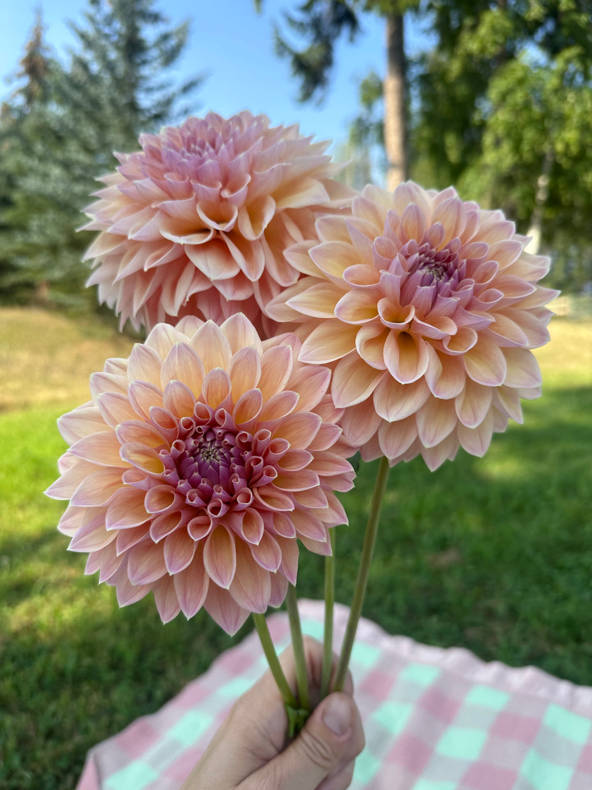Dahlia Castle Drive