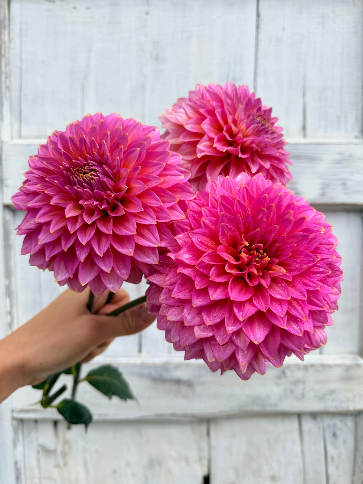Dahlia Bloomquist Mojo