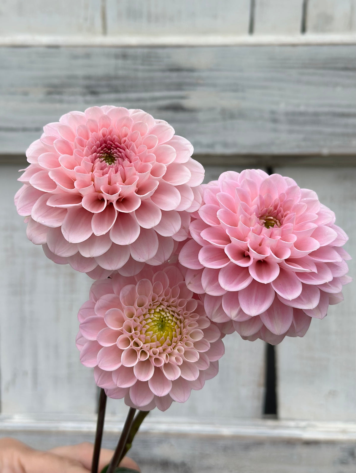 Dahlia Wizard of Oz