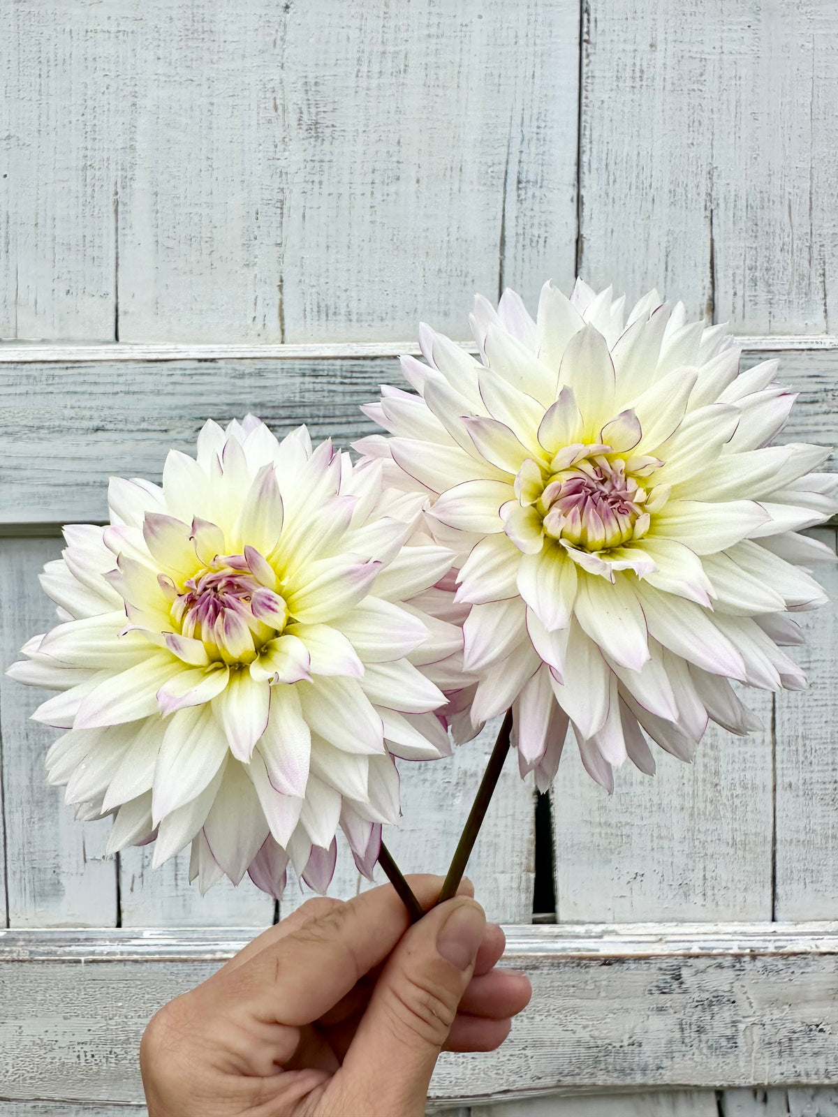 Dahlia Crazy Love