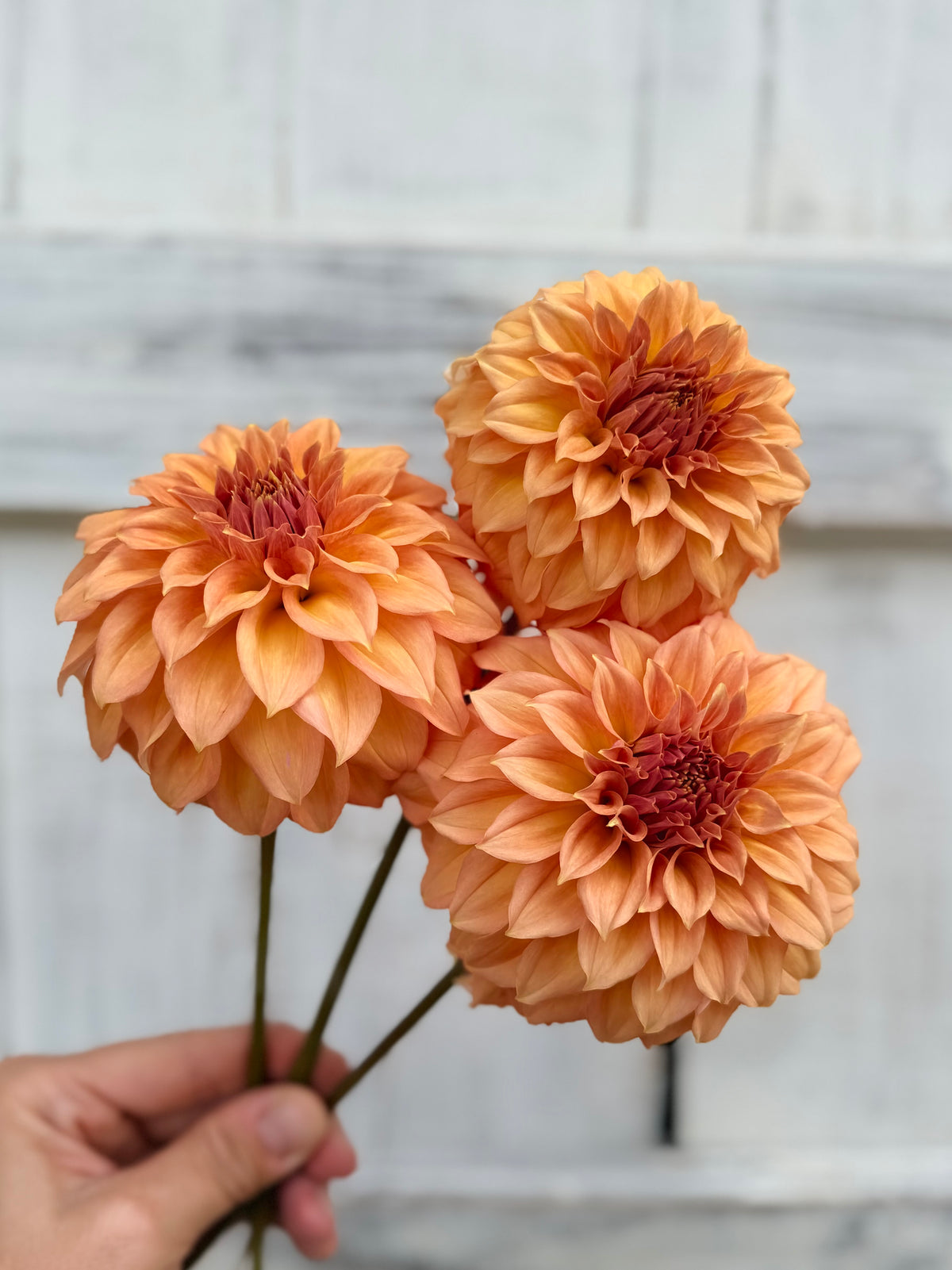 Dahlia RM Golden Hour