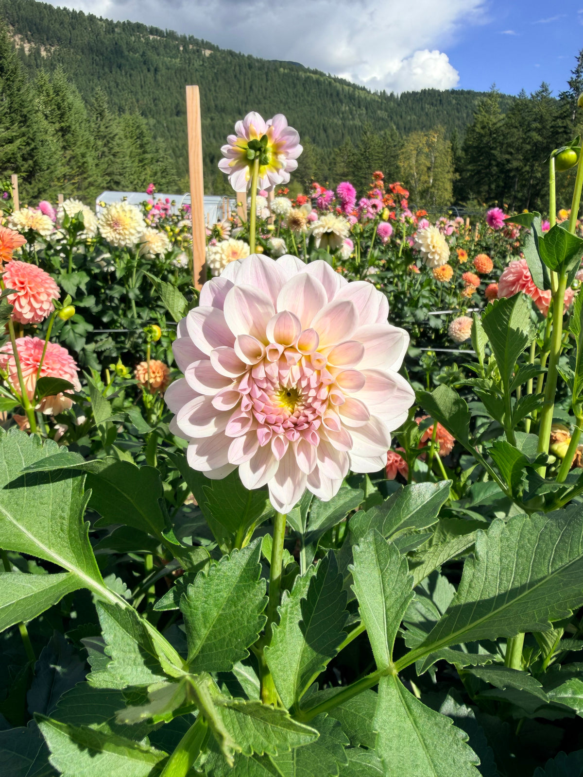 Dahlia RM Hannah Joe