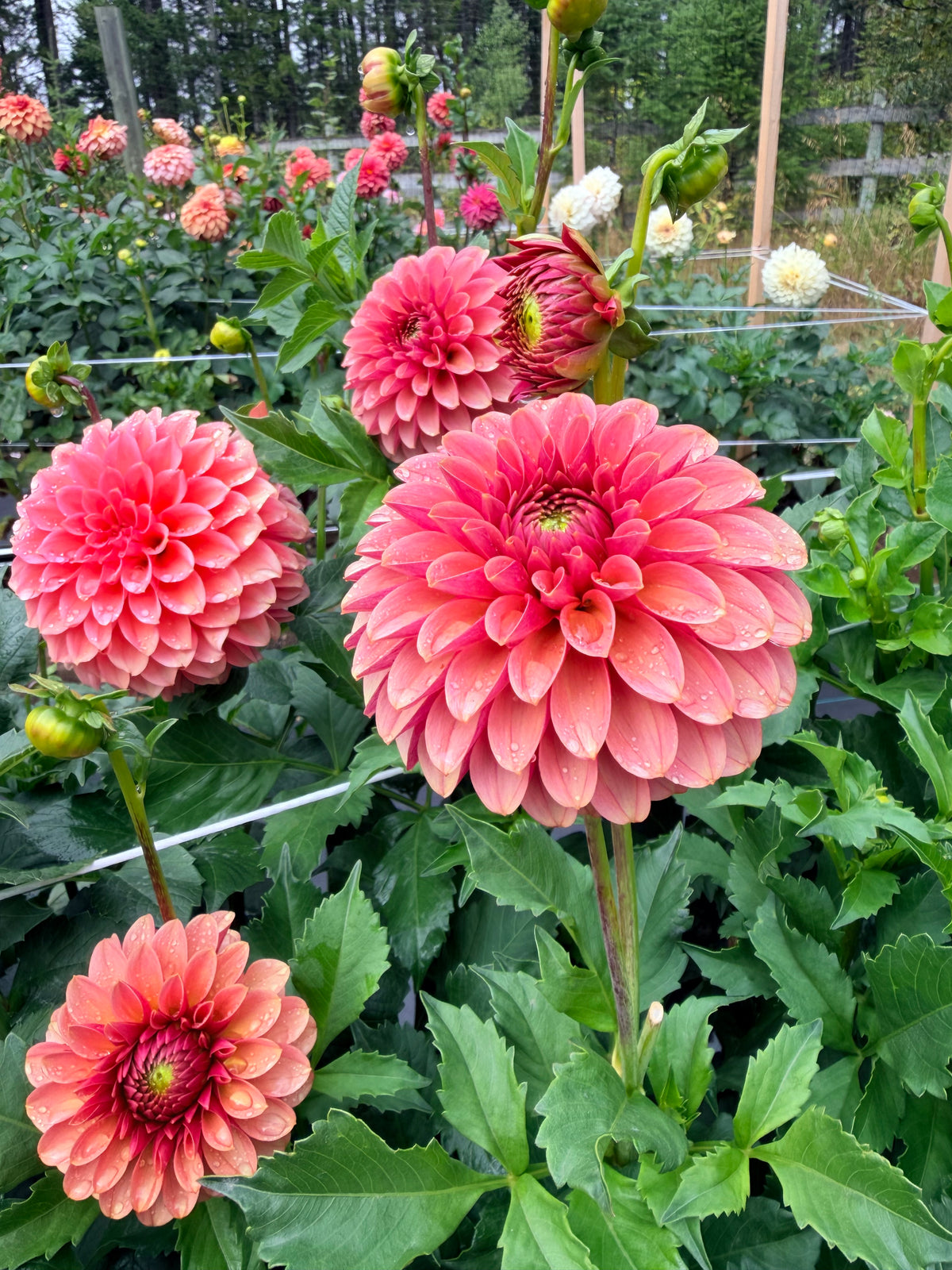 Dahlia Levi's Blood Moon