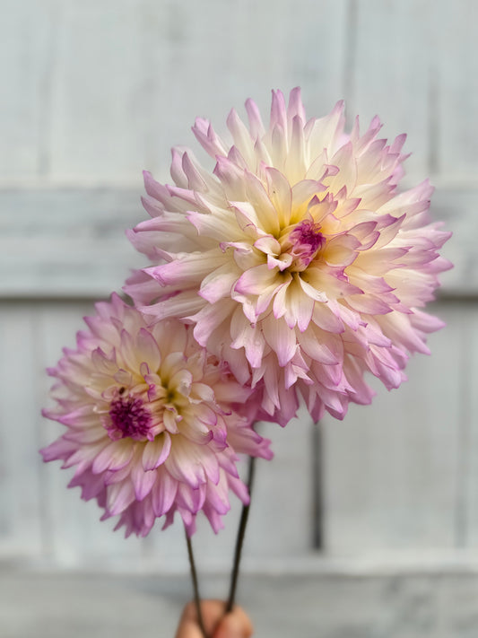 Dahlia CB Tanya