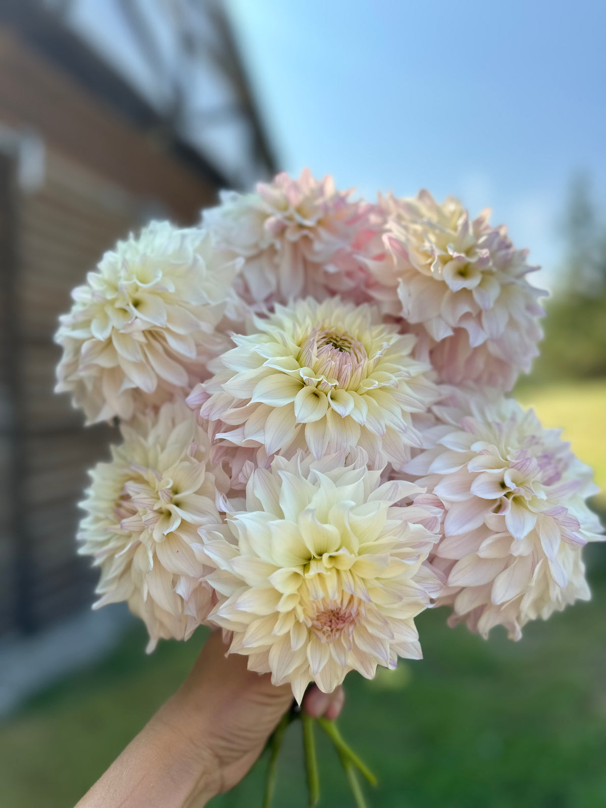 Dahlia Bloomquist Compare
