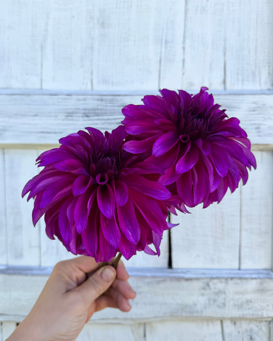 Dahlia Seabeck's Hilda