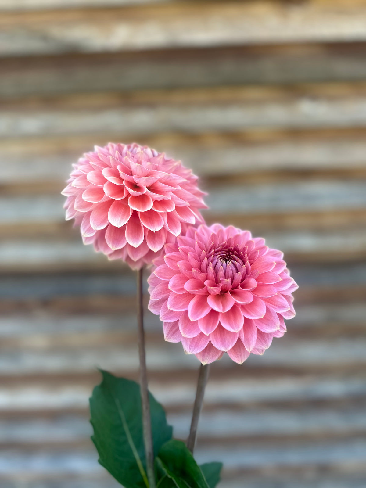 Dahlia Askwith Minnie