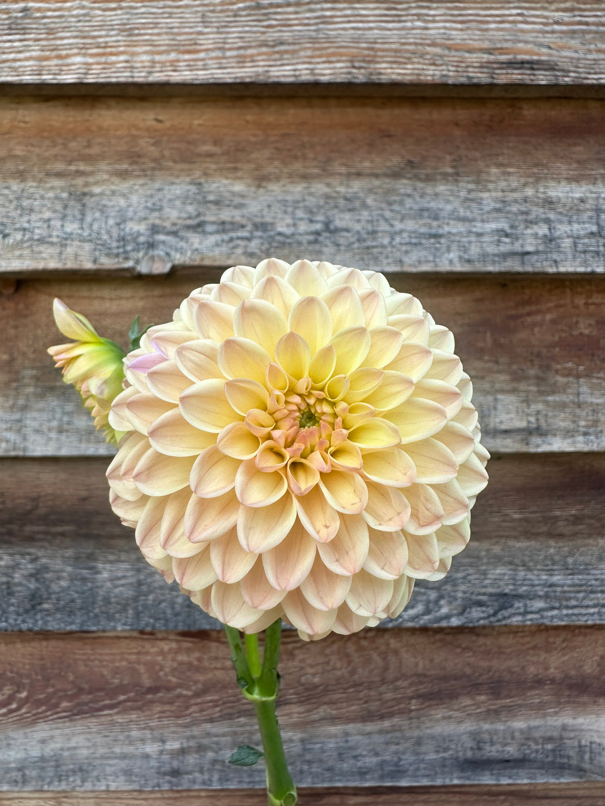 Dahlia Hapet Salmon *CUTTING ONLY*