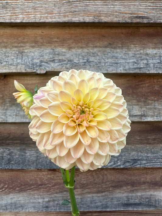 Dahlia Hapet Salmon *CUTTING ONLY*