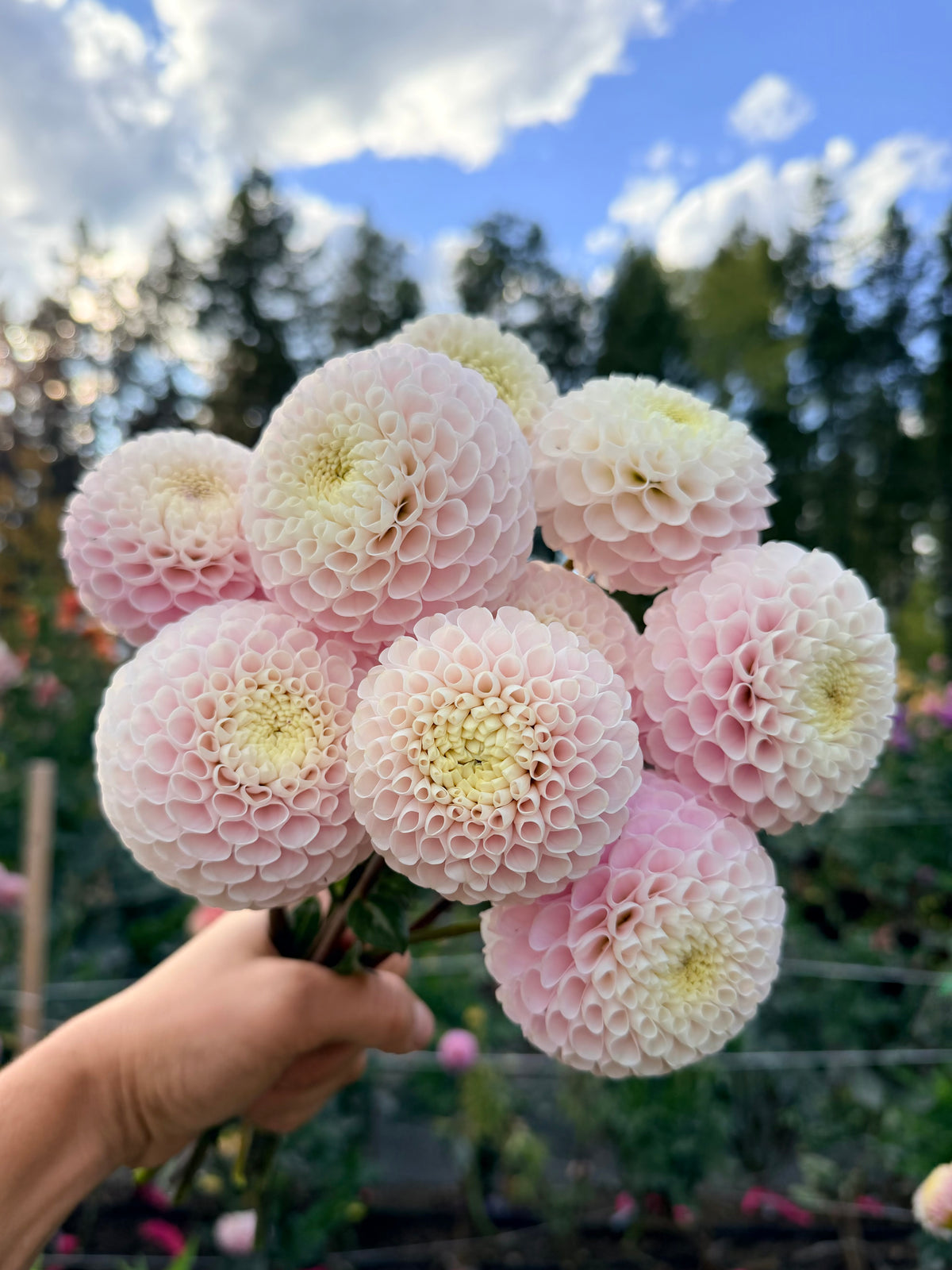 Dahlia Irish Candy