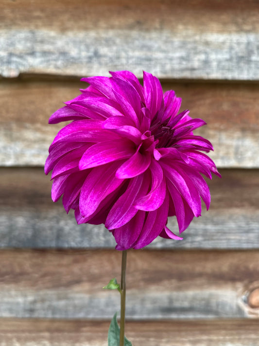 Dahlia Seabeck's Hilda *CUTTING ONLY*