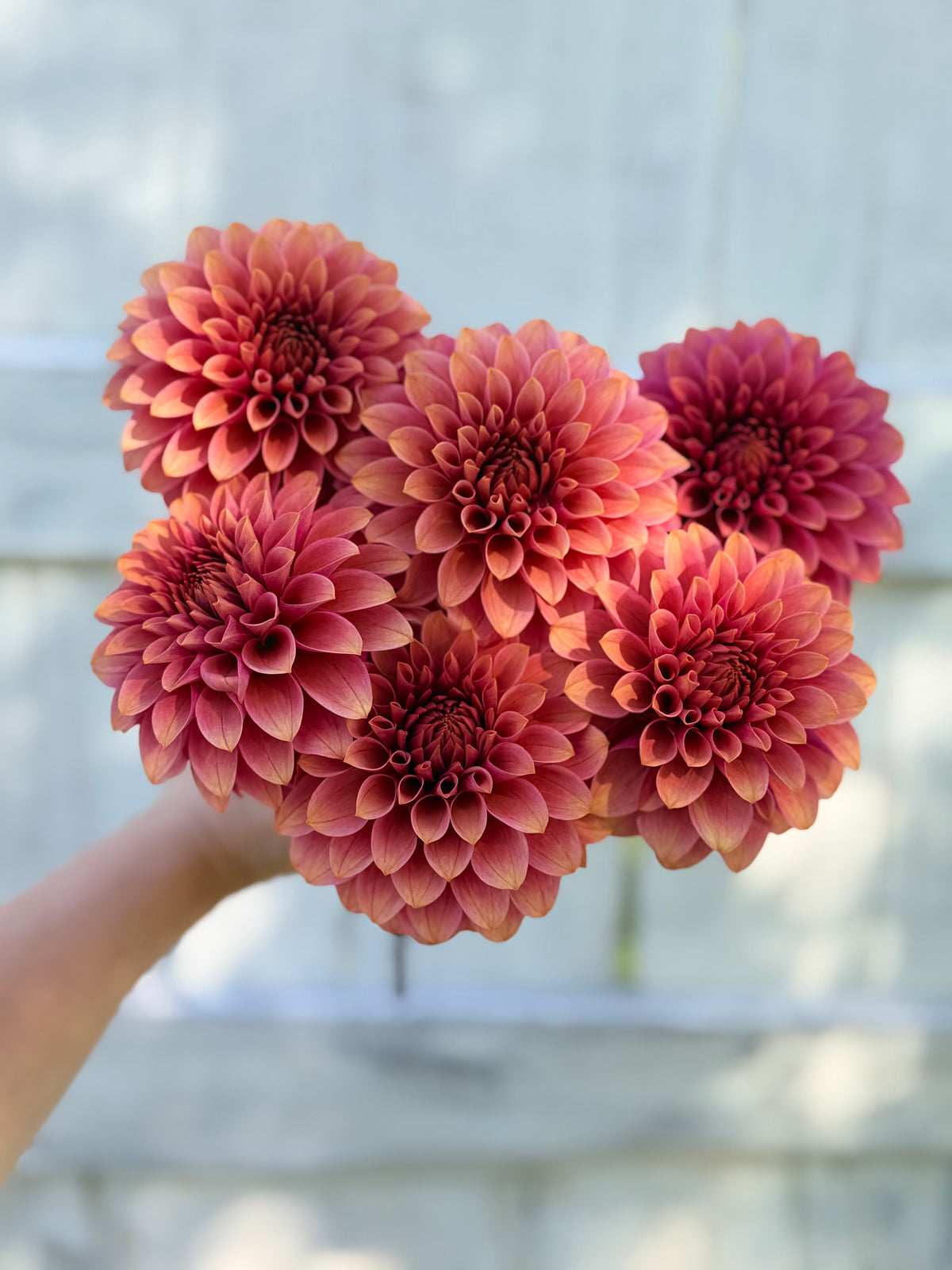 Dahlia SC Rosie Jo