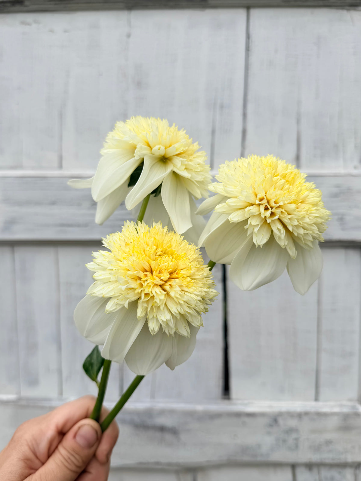 Dahlia Platinum Blonde