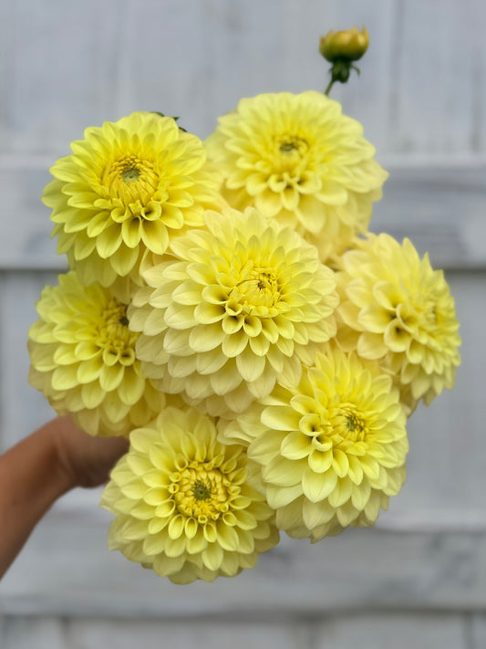 Dahlia Lee's Primrose Darline