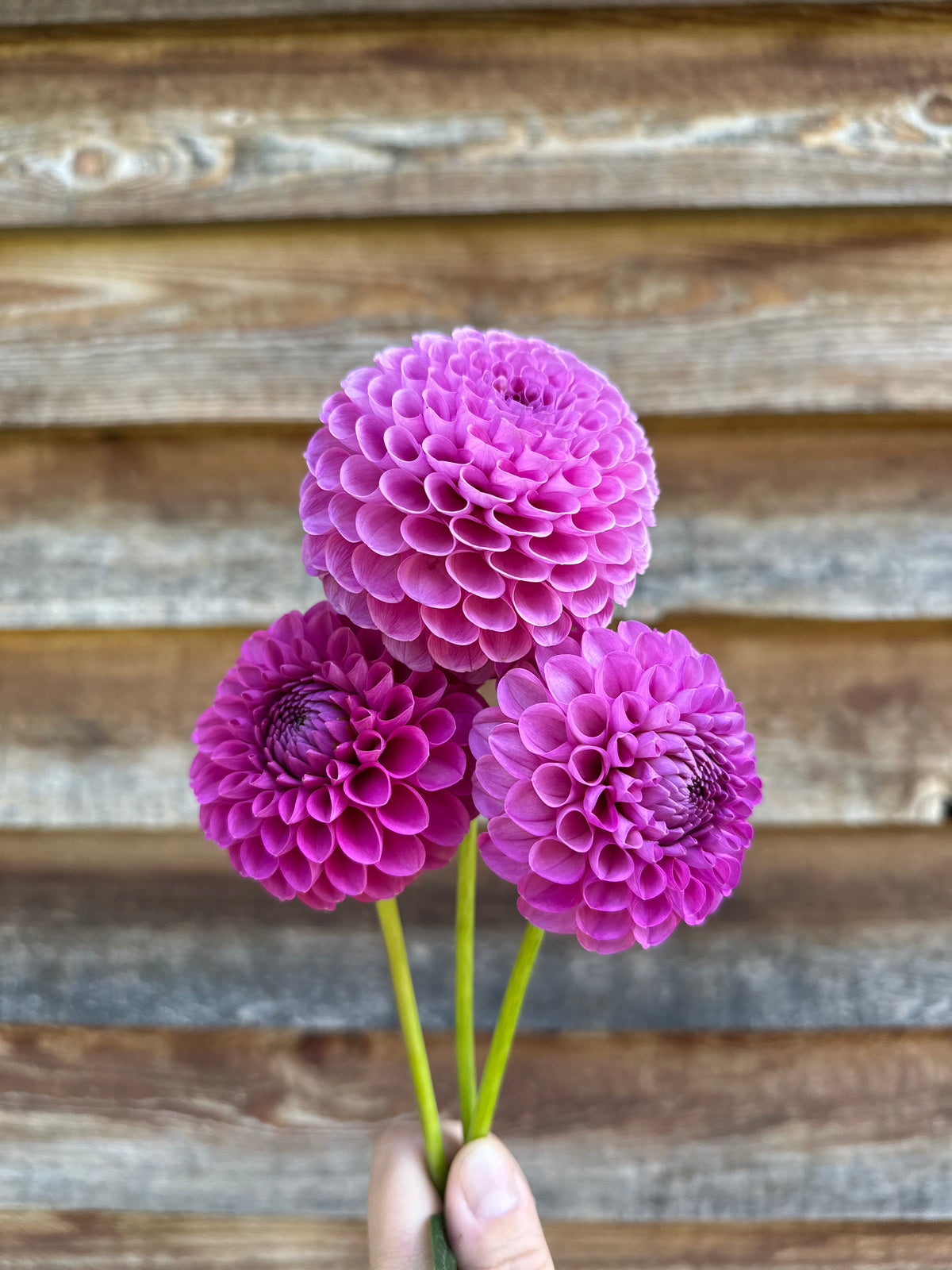 Dahlia 20th Ave Ingrid