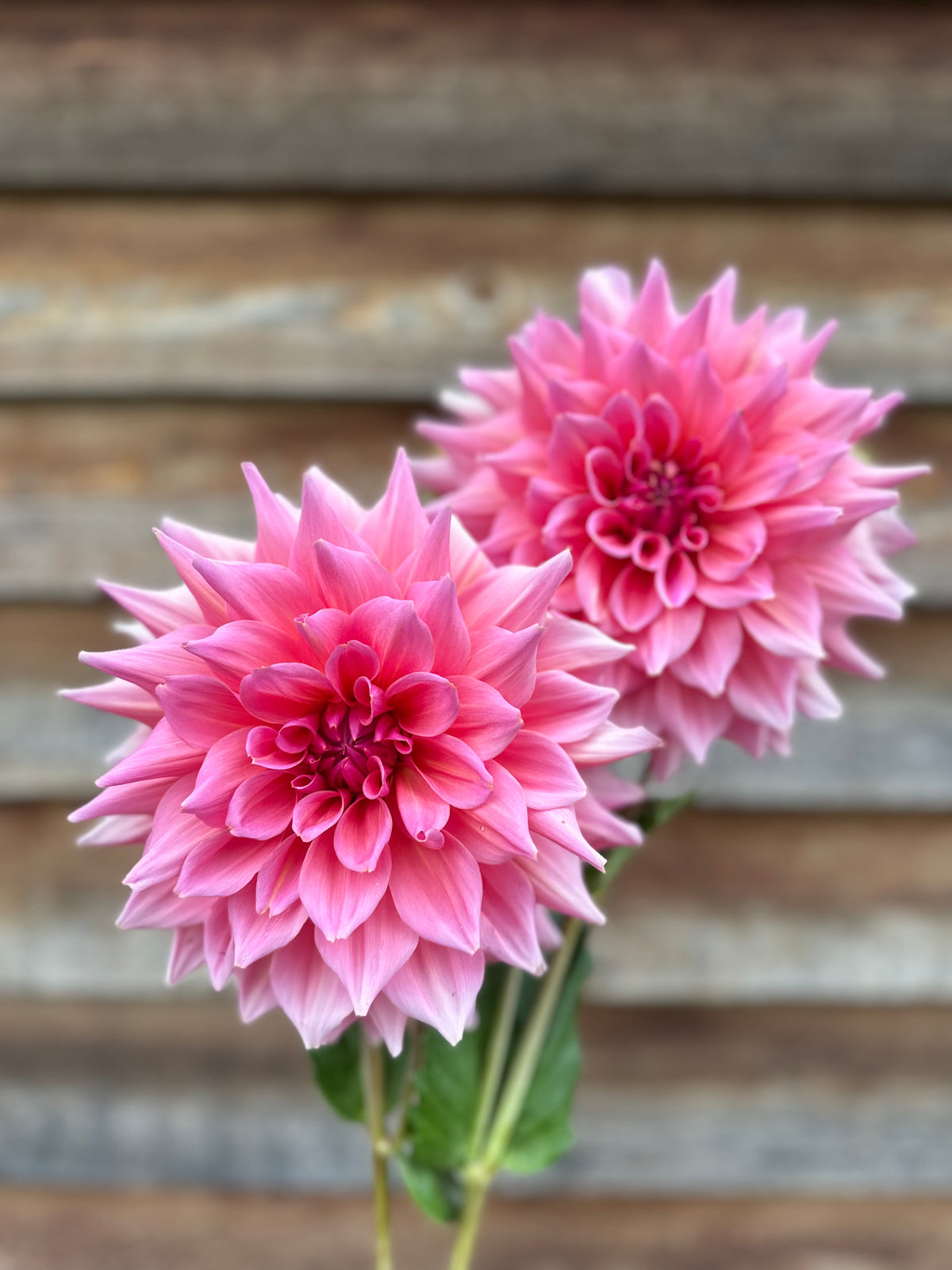 Dahlia Otto's Thrill