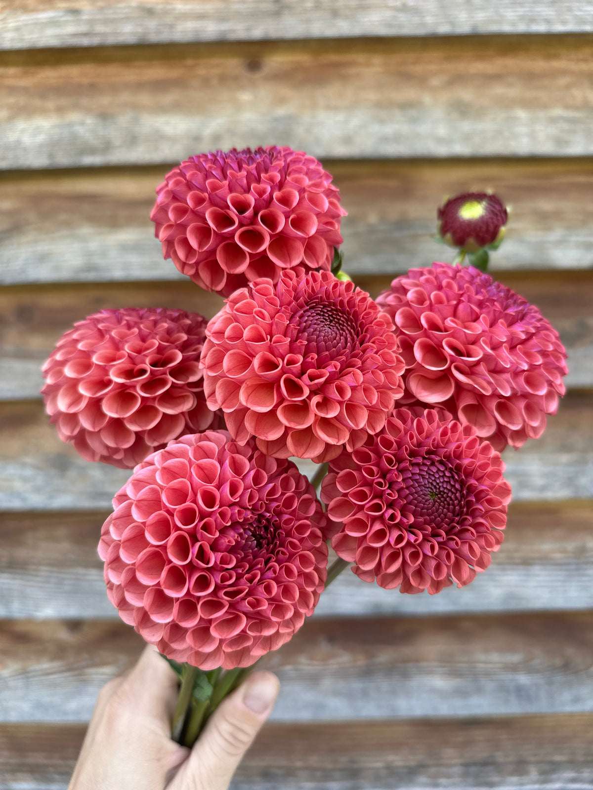 Dahlia Ferncliff Rusty