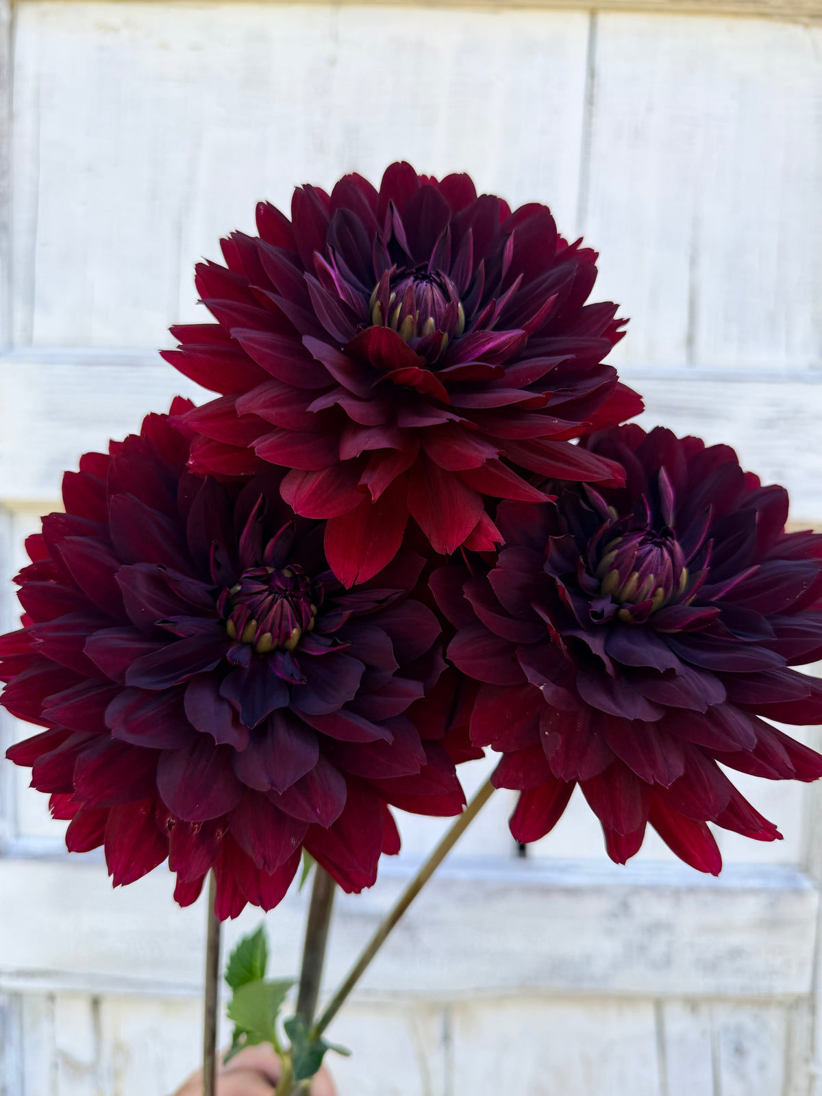 Dahlia Hollyhill Black Widow
