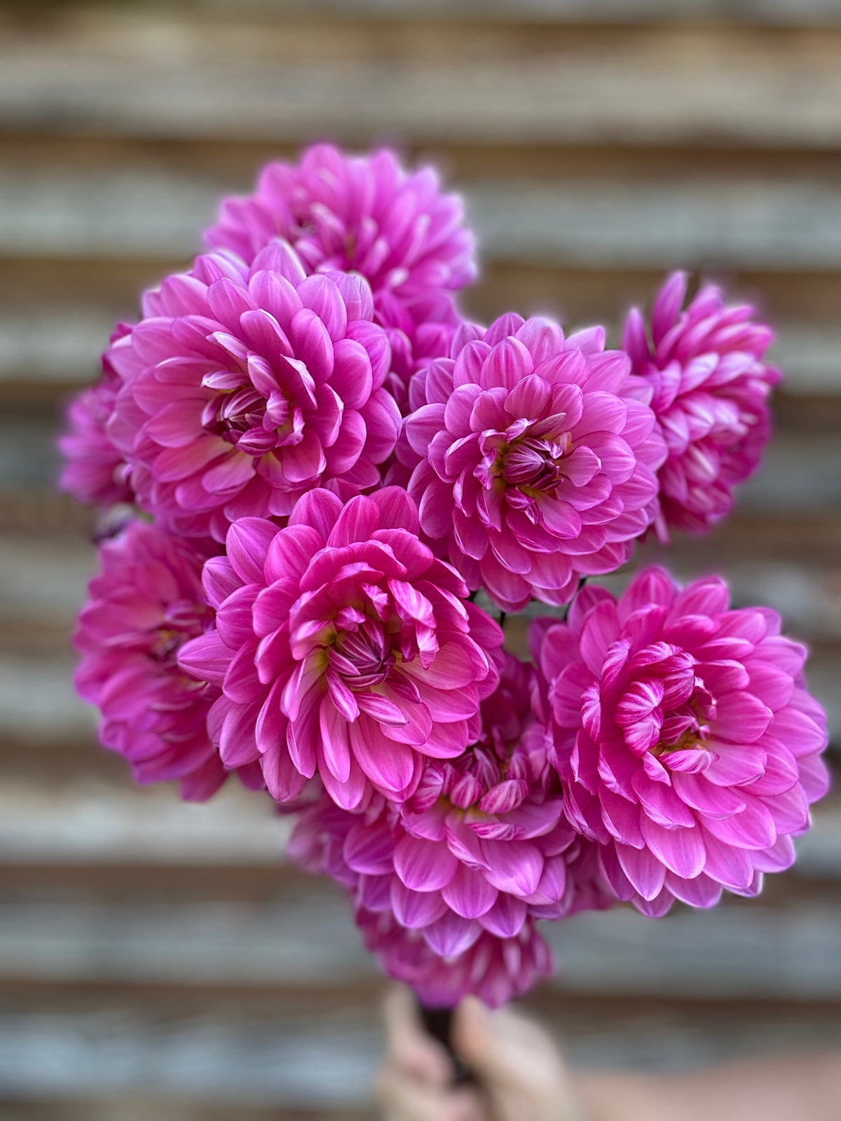 Dahlia Sandia Lillian