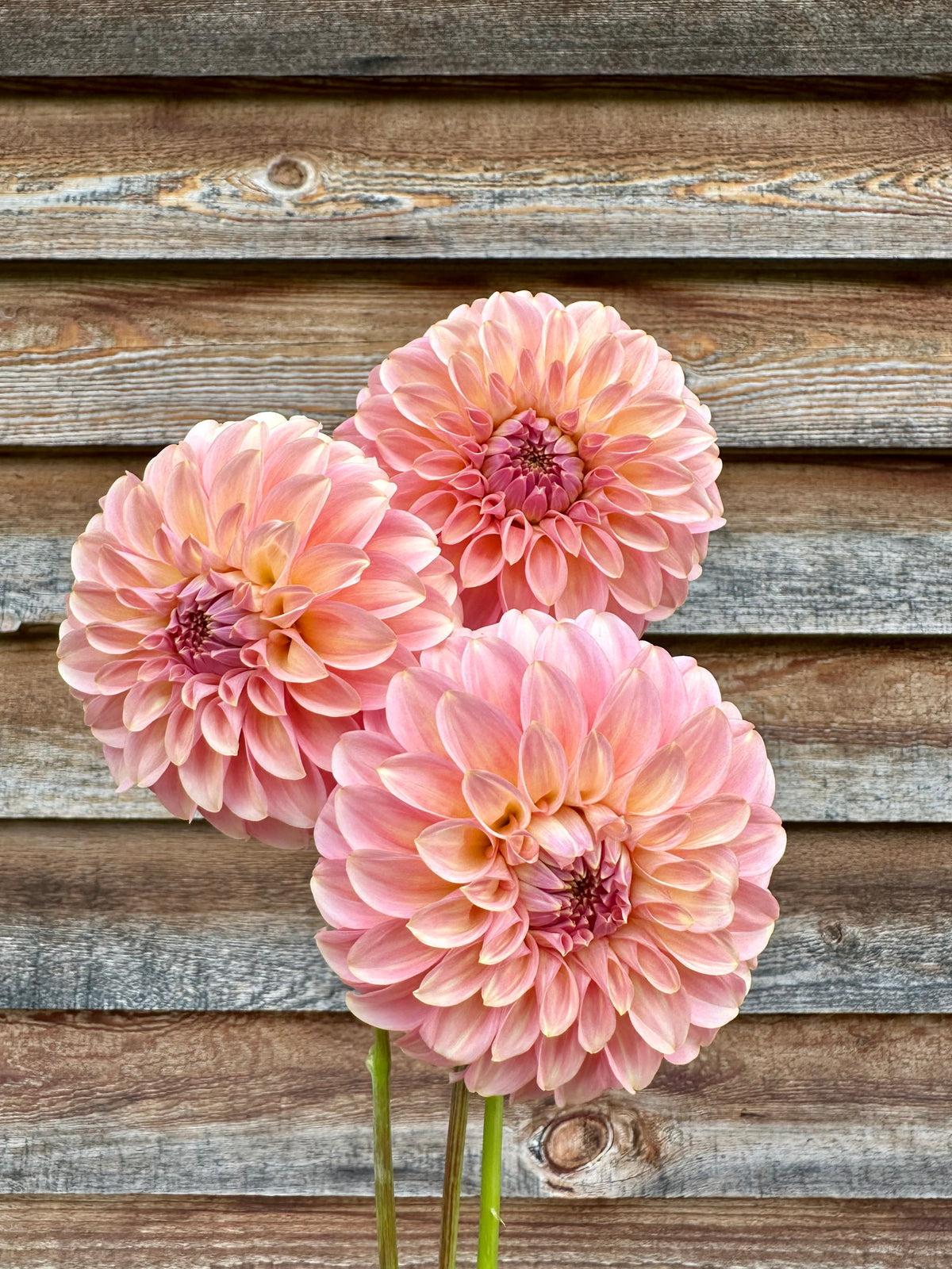 Dahlia Coorabell Jessie