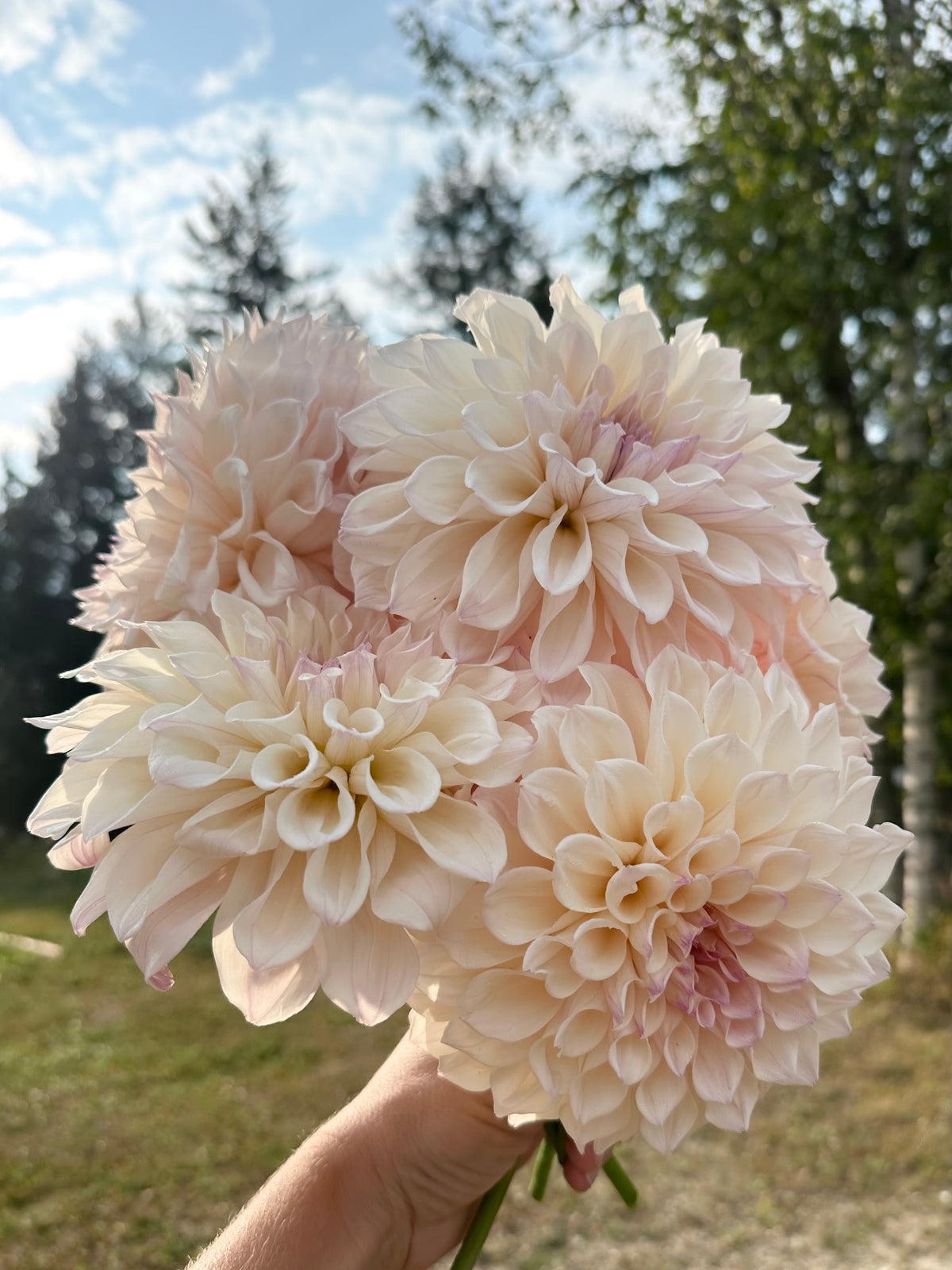 Dahlia SC Pearl