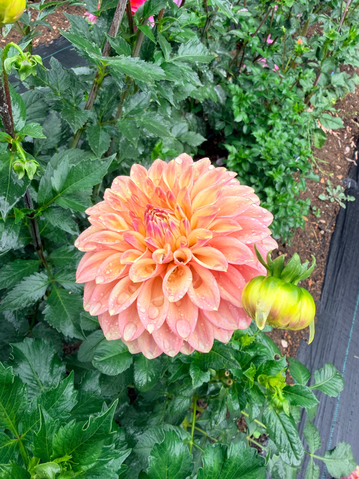Dahlia Boundary Sophie
