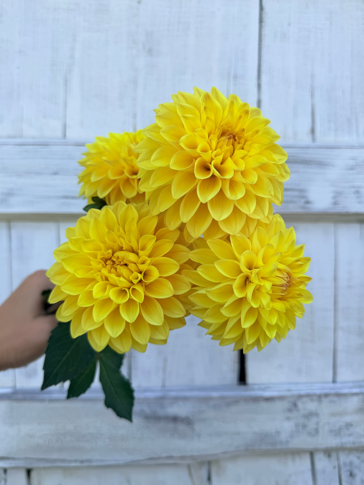 Dahlia Ash Peaches