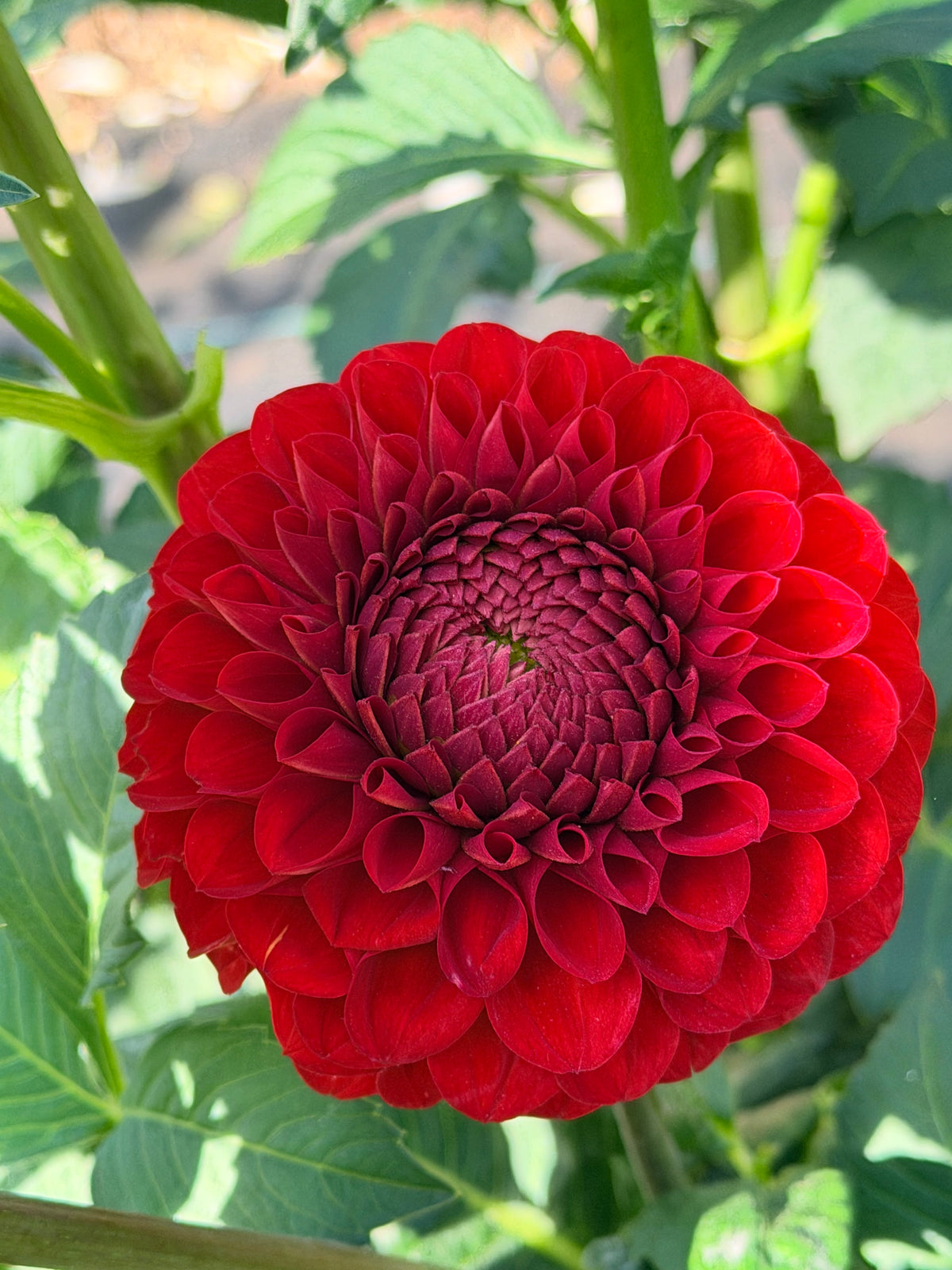 Dahlia Van Isle Ruby Slippers
