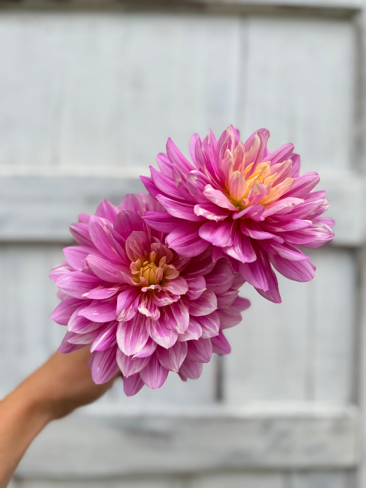 Dahlia Hollyhill Pink Martini