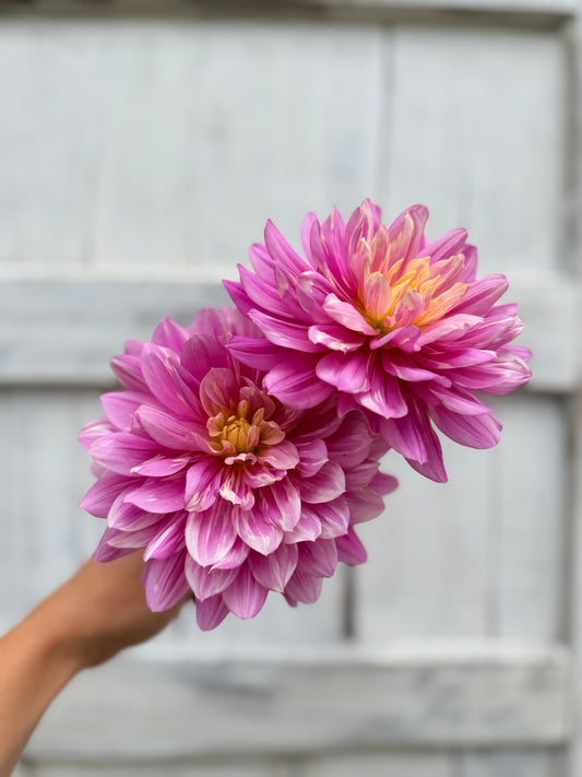 Dahlia Hollyhill Pink Martini