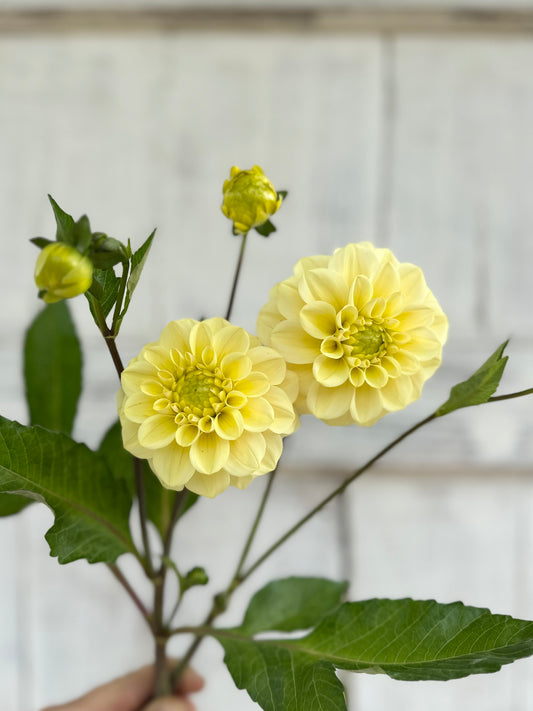 Dahlia Gosia Pastello *CUTTING ONLY*