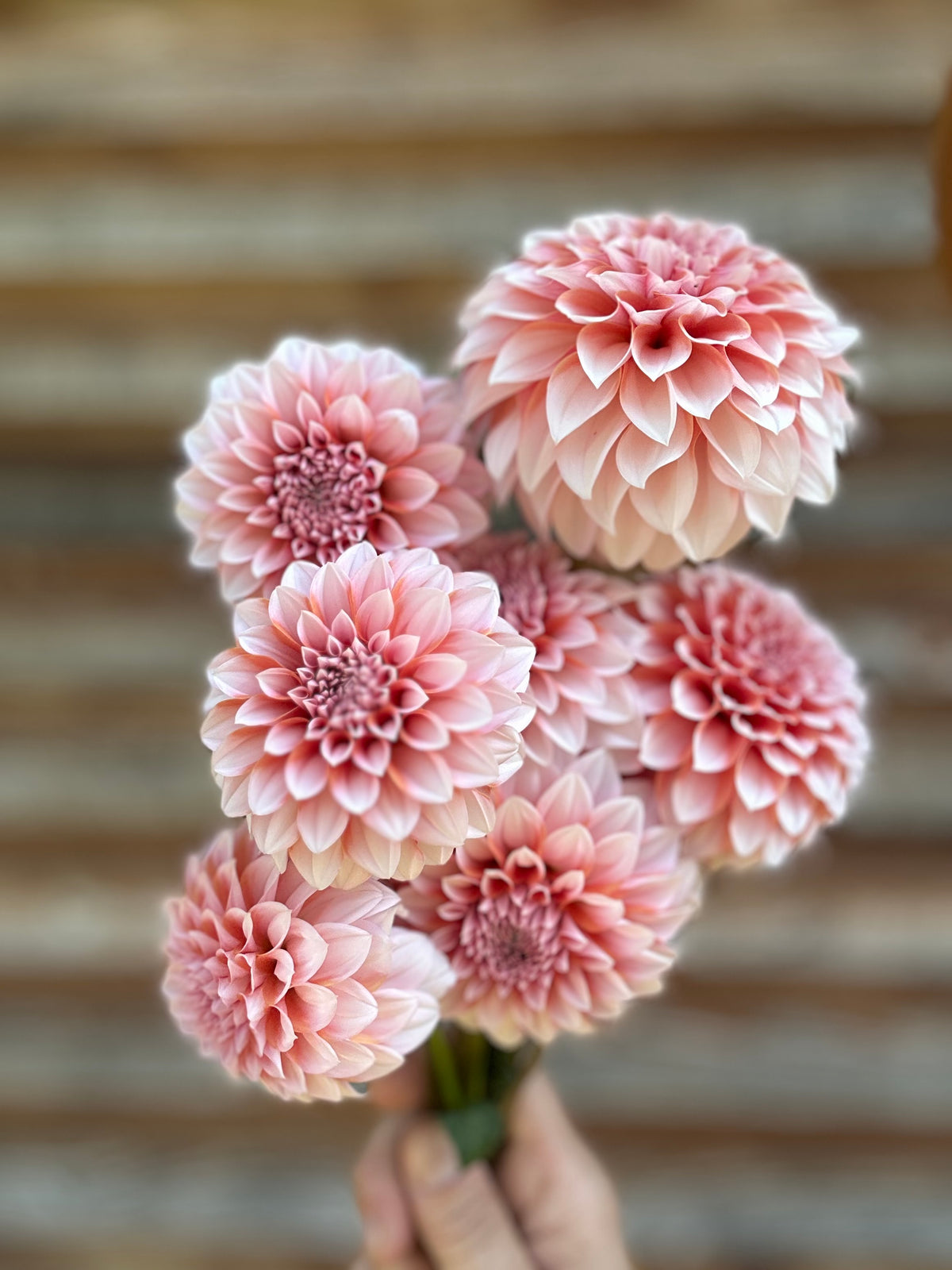 Dahlia RM Baby Girl