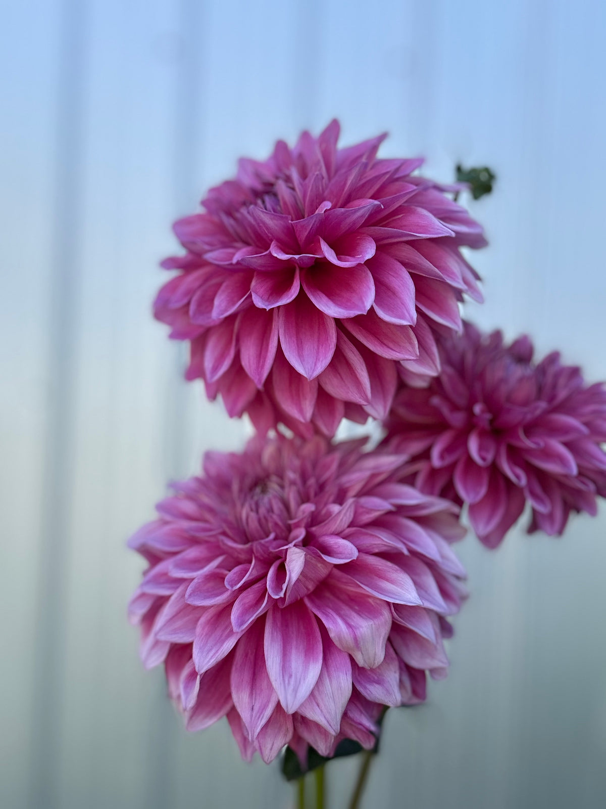 Dahlia Bargaly Blush