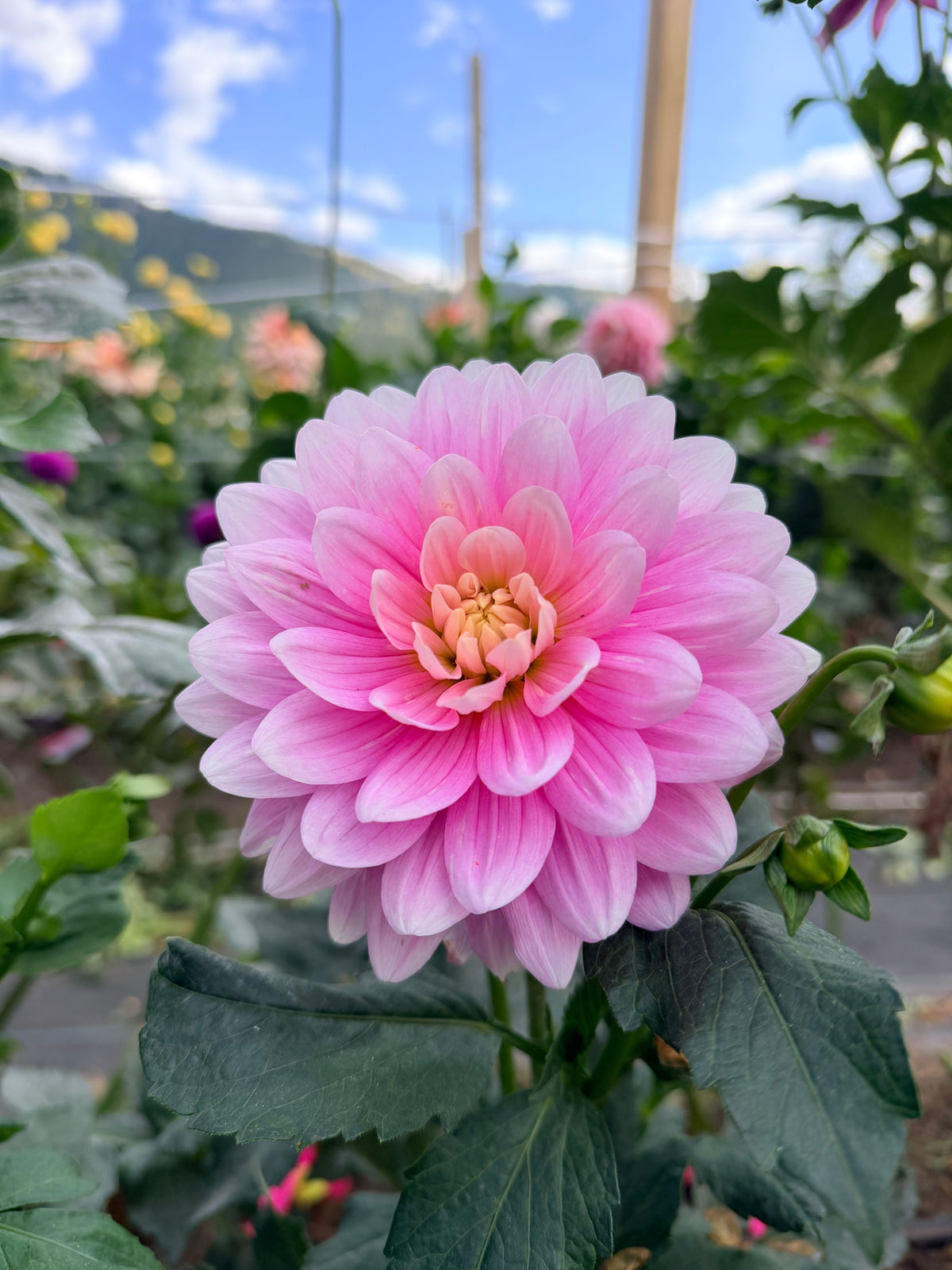 Dahlia Hollyhill Pink Parfait