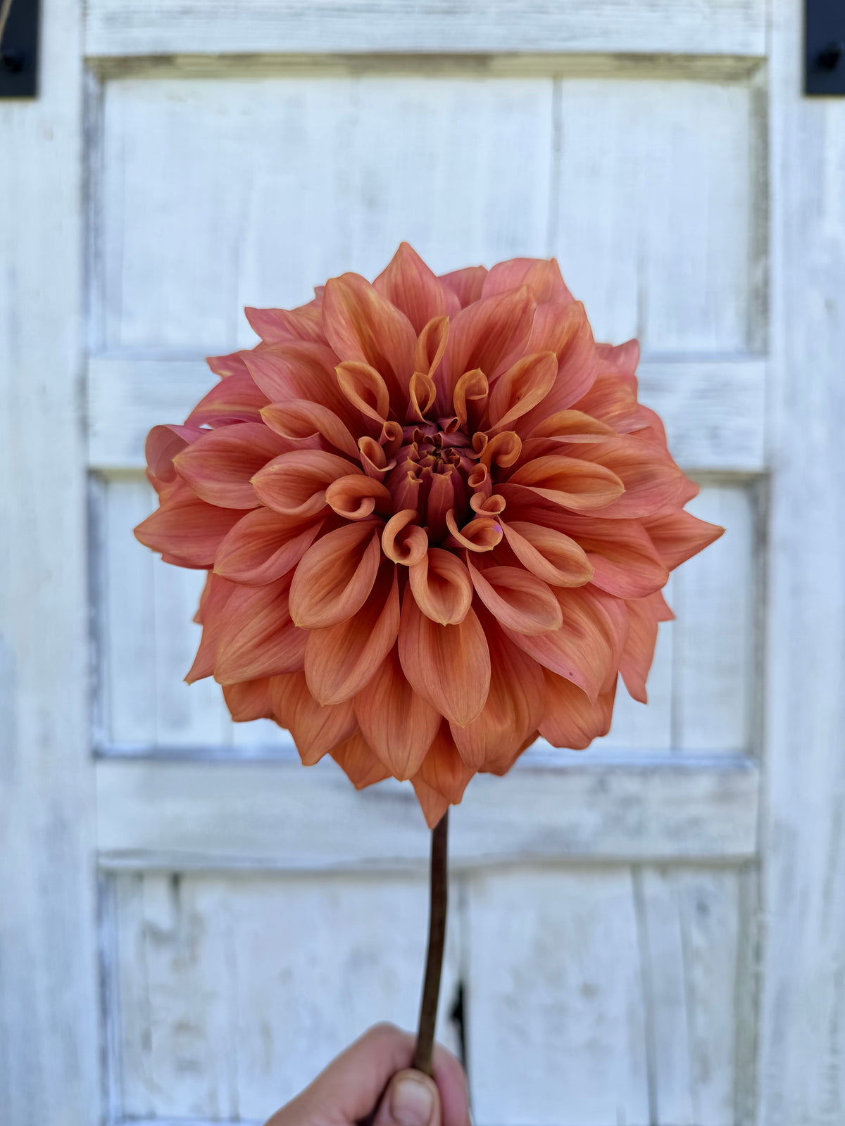 Dahlia Lileah Caramel Rose