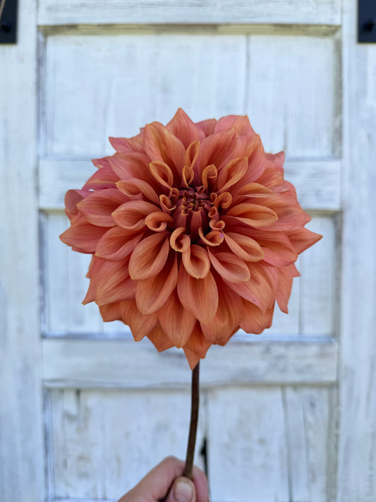 Dahlia Lileah Caramel Rose