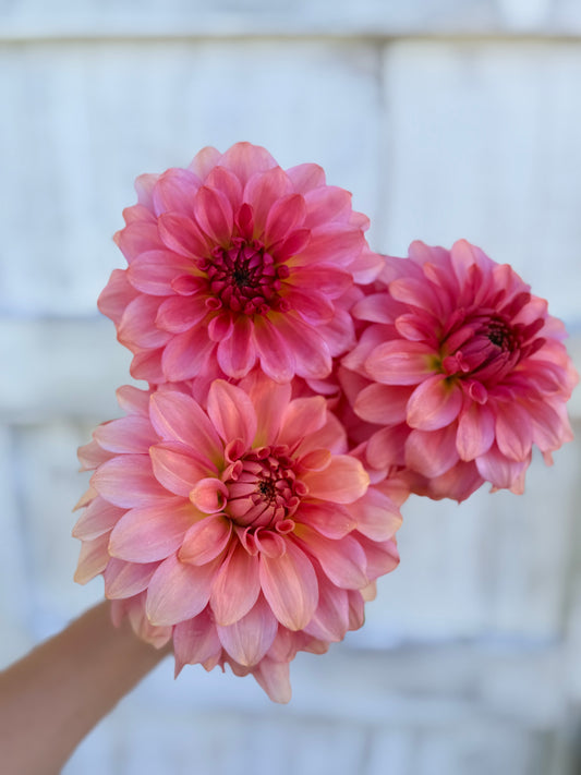 Dahlia Levi's Dreamwalk