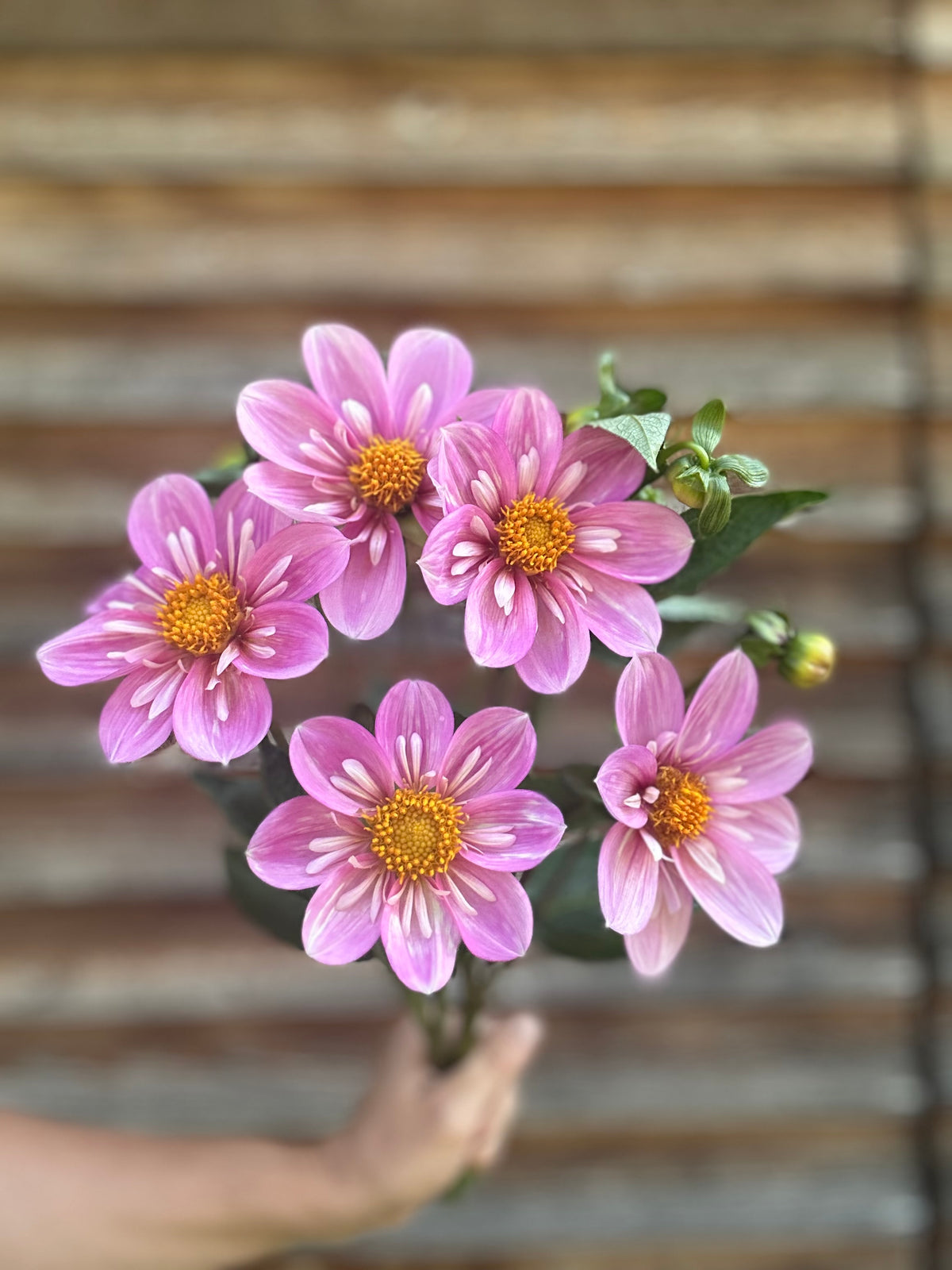 Dahlia Bloomquist KellyAnn F