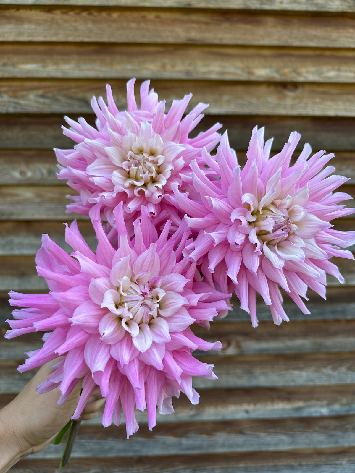 Dahlia Ferncliff Passion
