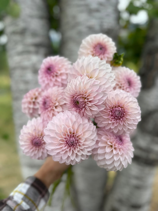 Dahlia Bloomquist Tory P